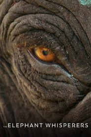 The Elephant Whisperers (2022) Hindi WEB-DL 1080p 720p & 480p x264 DD5.1 | Full Documentary