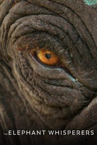 The Elephant Whisperers (2022) Hindi WEB-DL 1080p 720p & 480p x264 DD5.1 | Full Documentary